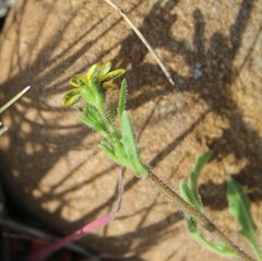 Osteospermum calendulaceum