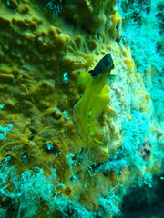 Tripterygion delaisi