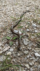 Anguis fragilis