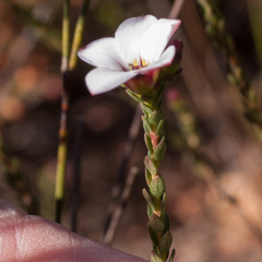 Adenandra