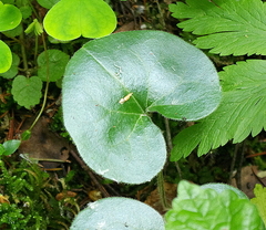 Asarum europaeum