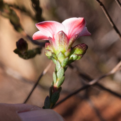 Adenandra