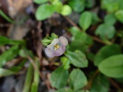 Bonnaya ruelloides