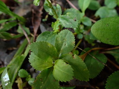 Bonnaya ruelloides