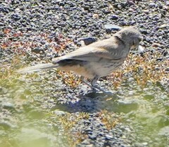 Oreoscoptes montanus