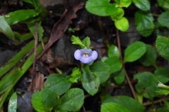 Bonnaya ruelloides