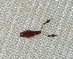 Olpiidae