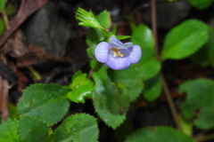 Bonnaya ruelloides
