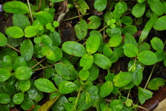 Bonnaya ruelloides