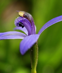 Pheladenia deformis