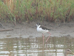 Himantopus mexicanus