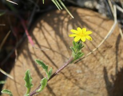 Osteospermum calendulaceum