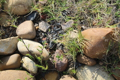 Osteospermum calendulaceum
