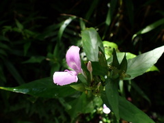 Dicliptera tinctoria