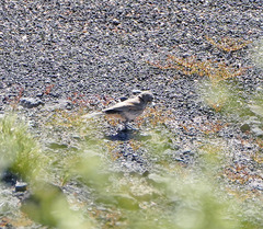 Oreoscoptes montanus