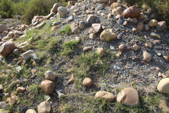 Osteospermum calendulaceum
