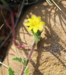 Osteospermum calendulaceum