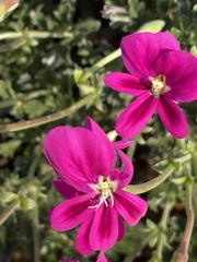 Pelargonium sericifolium