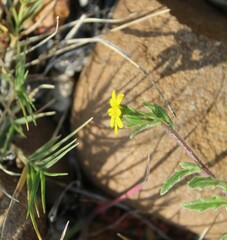 Osteospermum calendulaceum