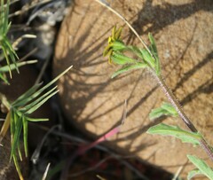 Osteospermum calendulaceum