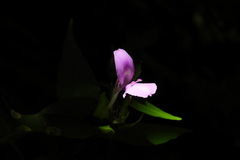 Dicliptera tinctoria