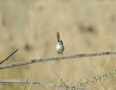 Prinia lepida