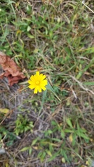 Hieracium lachenalii