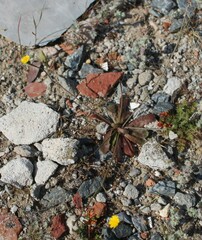 Hypochaeris glabra