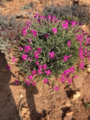 Pelargonium sericifolium