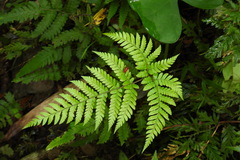 Ctenitis subglandulosa