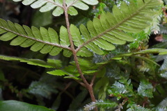 Ctenitis subglandulosa