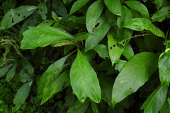Strobilanthes longespicatus