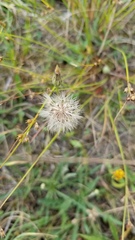 Taraxacum