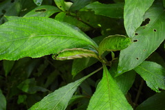 Strobilanthes longespicatus