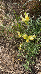 Linaria vulgaris
