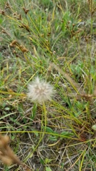 Taraxacum