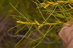 Acacia scirpifolia