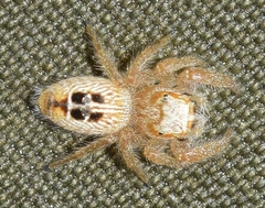 Thyene imperialis