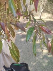 Heteropyxis natalensis