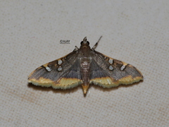 Prophantis adusta