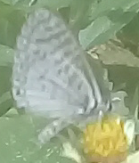 Leptotes cassius