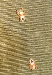 Thyene imperialis