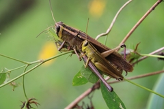 Orthoptera