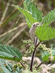 Udea lutealis