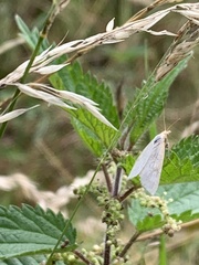 Udea lutealis