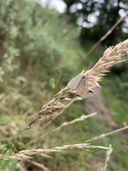 Udea lutealis
