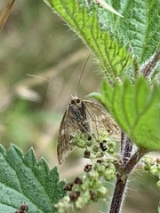 Udea lutealis