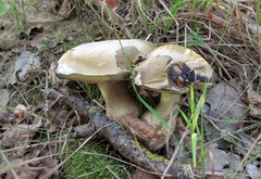 Butyriboletus fechtneri