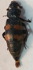 Nicrophorus interruptus