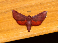 Hypsopygia